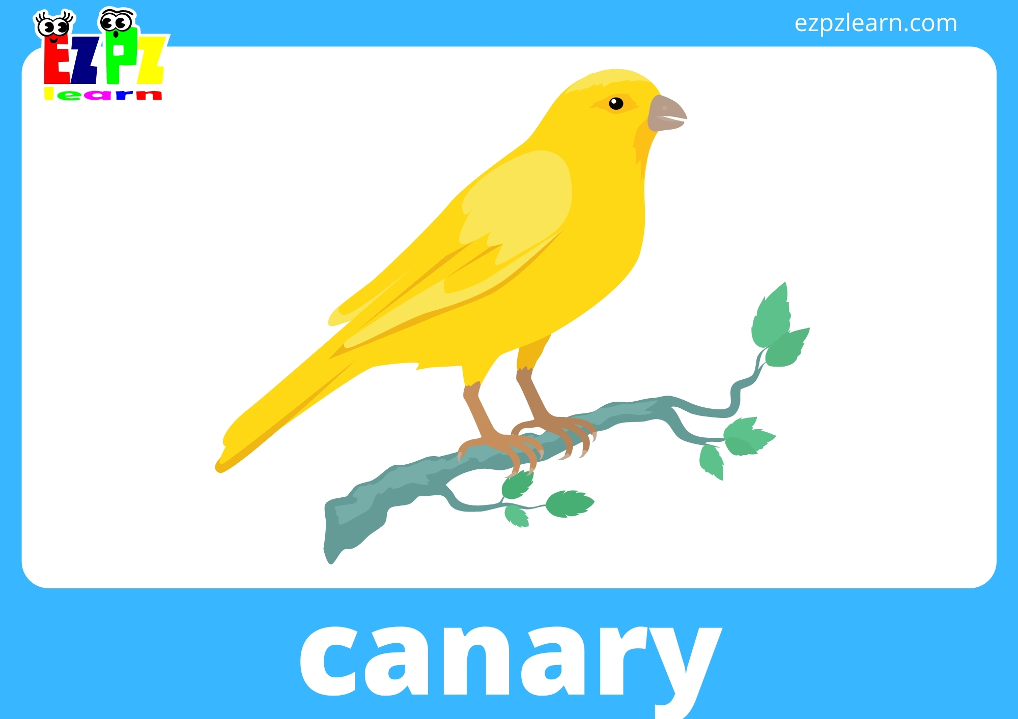canary